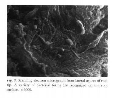 fig8.JPG